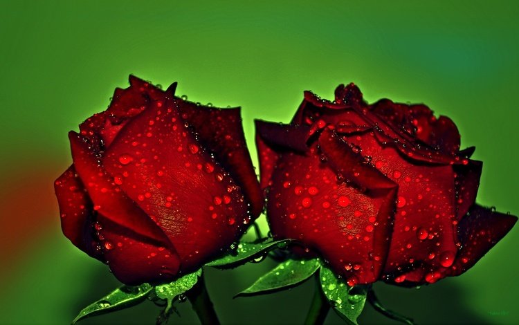 цветы, бутоны, макро, фон, капли, розы, красные, розы красные, flowers, buds, macro, background, drops, roses, red, roses are red