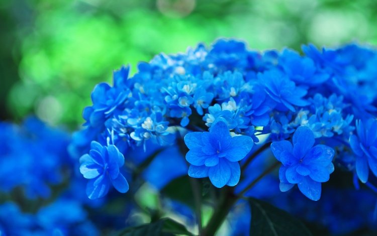 цветы, фон, голубые, соцветия, боке, гортензия, flowers, background, blue, inflorescence, bokeh, hydrangea