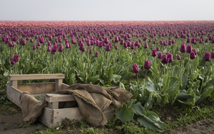 цветы, бутоны, поле, весна, тюльпаны, ящик, плантация, flowers, buds, field, spring, tulips, box, plantation