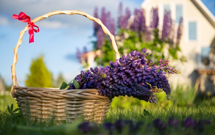 цветы, трава, лаванда, корзина, сиреневые, flowers, grass, lavender, basket, lilac