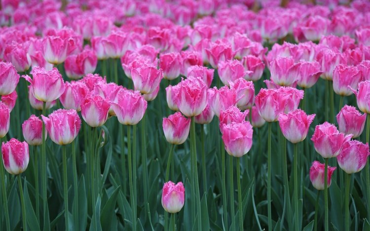 цветы, бутоны, весна, тюльпаны, стебли, flowers, buds, spring, tulips, stems