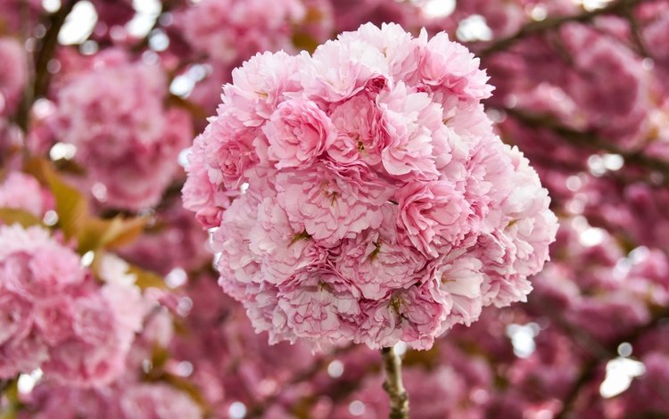 цветы, цветение, ветки, весна, вишня, сакура, flowers, flowering, branches, spring, cherry, sakura