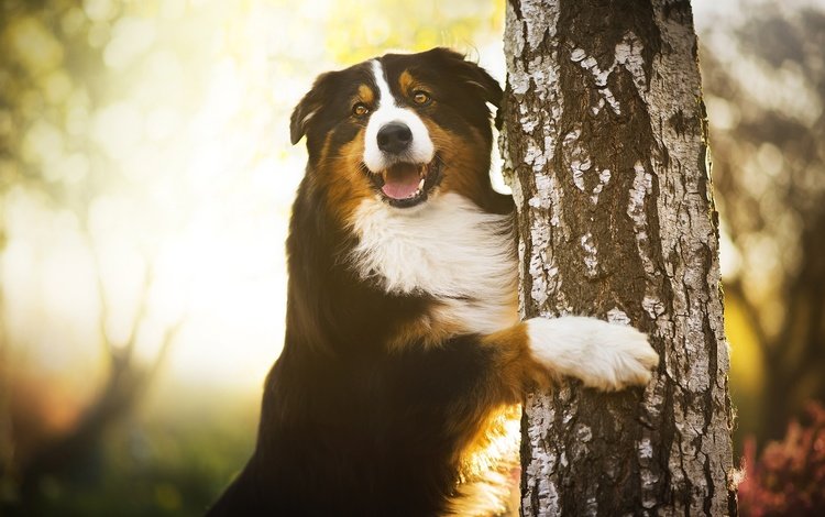 дерево, лапы, собака, береза, бернский зенненхунд, chilli, tree, paws, dog, birch, bernese mountain dog