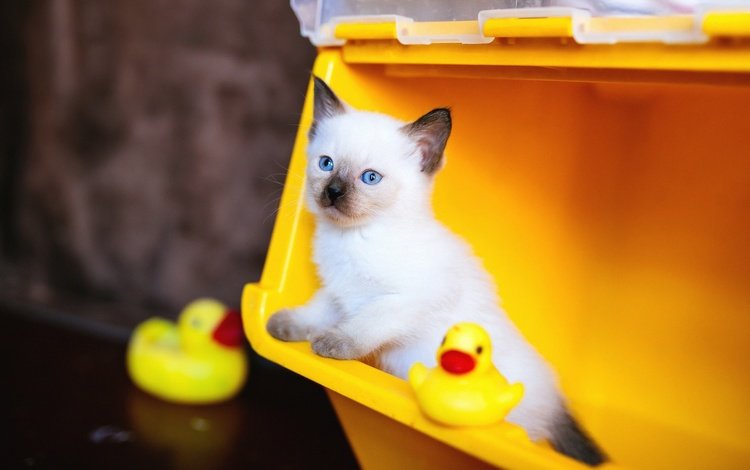 фон, сиамский, кошка, контейнер, взгляд, рэгдолл, котенок, игрушки, мордашка, голубые глаза, утята, background, siamese, cat, container, ragdoll, look, kitty, toys, face, blue eyes, ducklings