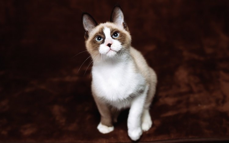 фон, кот, кошка, взгляд, котенок, сидит, мордашка, голубые глаза, рэгдолл, ragdoll, background, cat, look, kitty, sitting, face, blue eyes