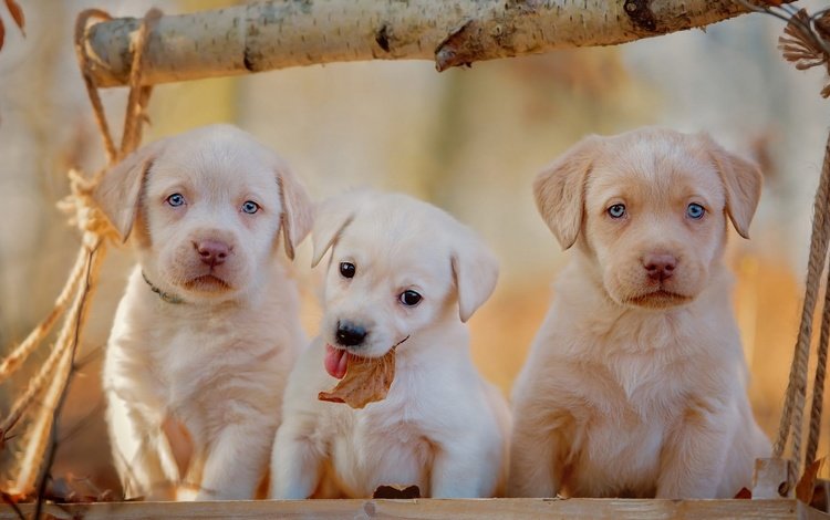 фон, маленькие, осень, лабрадор-ретривер, собака, милые, сучок, щенок, белые, щенки, собаки, трое, background, small, autumn, labrador retriever, cute, dog, bitch, puppy, white, puppies, dogs, three