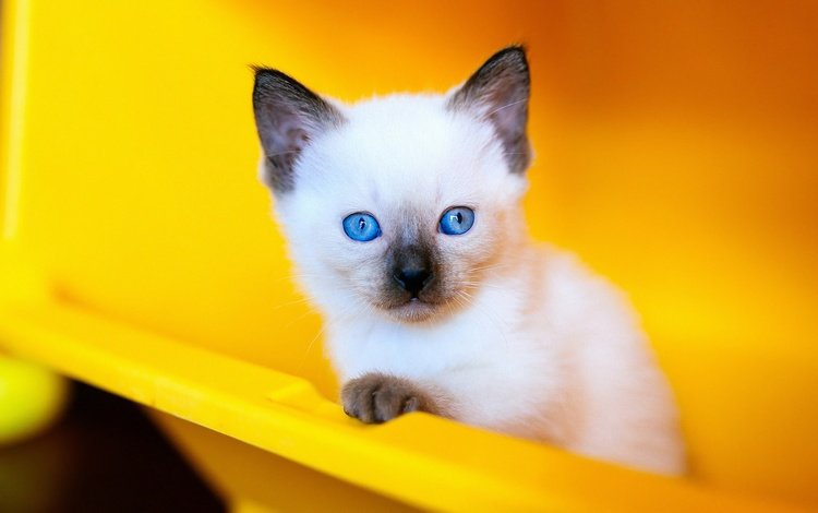 фон, сиамский, портрет, голубоглазый, кошка, контейнер, взгляд, рэгдолл, котенок, мордашка, голубые глаза, пластик, background, siamese, portrait, blue-eyed, cat, container, look, ragdoll, kitty, face, blue eyes, plastic