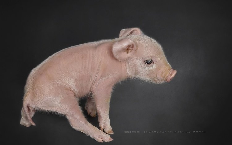 фон, малыш, свинья, поросенок, хрюшка, background, baby, pig