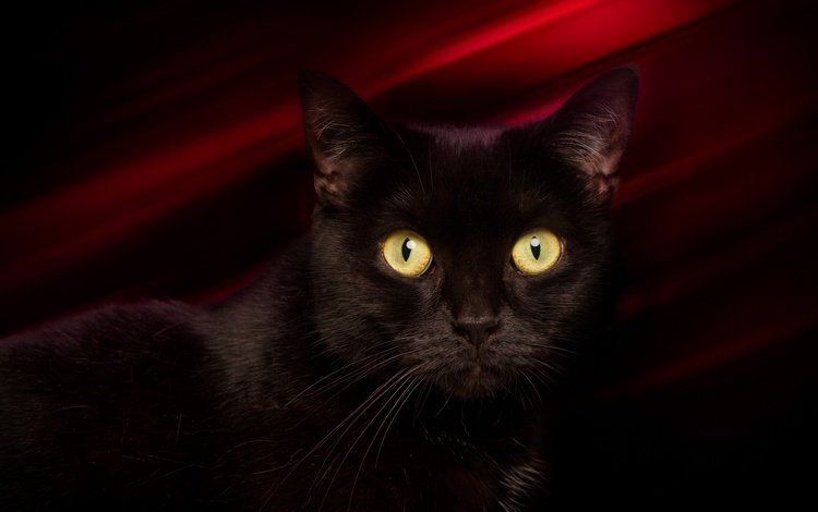 глаза, фон, кот, мордочка, усы, кошка, взгляд, черный, eyes, background, cat, muzzle, mustache, look, black