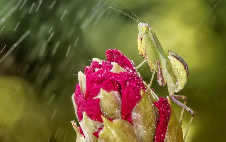 глаза, макро, насекомое, цветок, капли, бутон, дождь, богомол, eyes, macro, insect, flower, drops, bud, rain, mantis