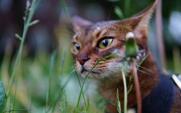 глаза, трава, кот, мордочка, усы, кошка, взгляд, eyes, grass, cat, muzzle, mustache, look