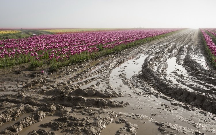 цветы, грязь, поле, тюльпаны, плантация, flowers, dirt, field, tulips, plantation