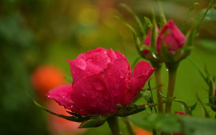 цветы, капли, розы, размытость, бутон, красная роза, flowers, drops, roses, blur, bud, red rose