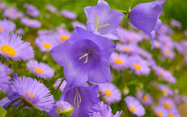 цветы, колокольчики, маргаритки, фиолетовые цветы, flowers, bells, daisy, purple flowers