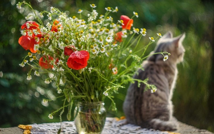 цветы, кот, кошка, стол, маки, ромашки, букет, flowers, cat, table, maki, chamomile, bouquet