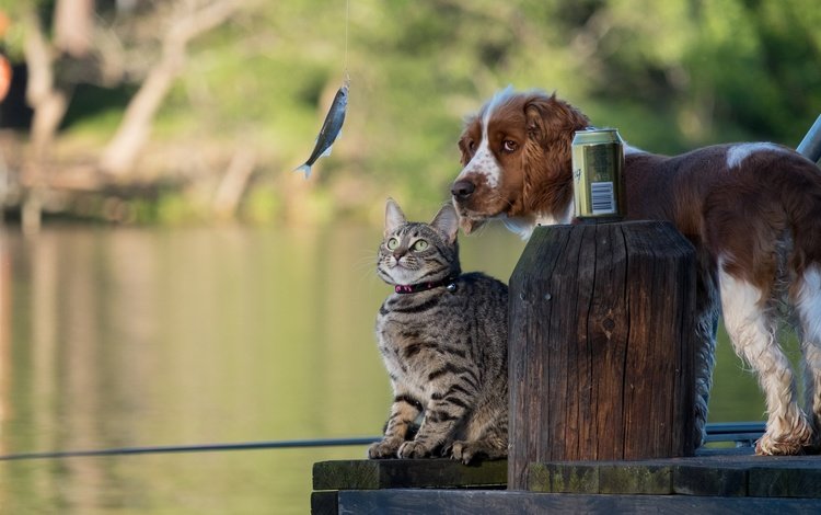 вода, мостик, кошка, собака, рыбка, друзья, рыбалка, water, the bridge, cat, dog, fish, friends, fishing