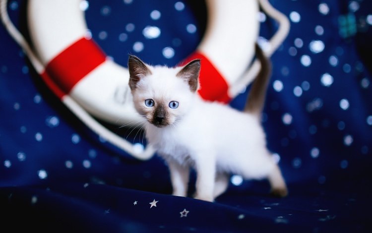 спасательный круг, кошка, взгляд, котенок, ткань, мордашка, звездочки, голубые глаза, рэгдолл, lifeline, cat, look, kitty, fabric, face, stars, blue eyes, ragdoll