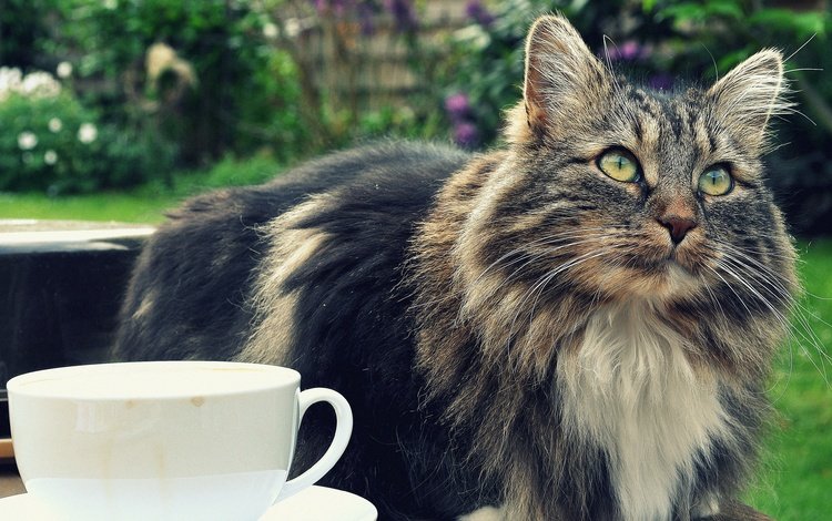 кот, мордочка, усы, кошка, взгляд, чашка, cat, muzzle, mustache, look, cup