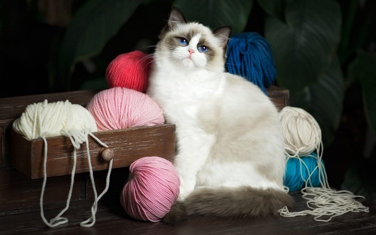 кот, рэгдолл, кошка, взгляд, голубые глаза, клубки, нитки, ящик, комод, пряжа, yarn, cat, ragdoll, look, blue eyes, balls, thread, box, chest