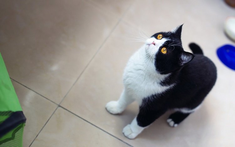 кот, кошка, взгляд, кухня, кафель, миски, желтые глаза, cat, look, kitchen, tile, bowls, yellow eyes