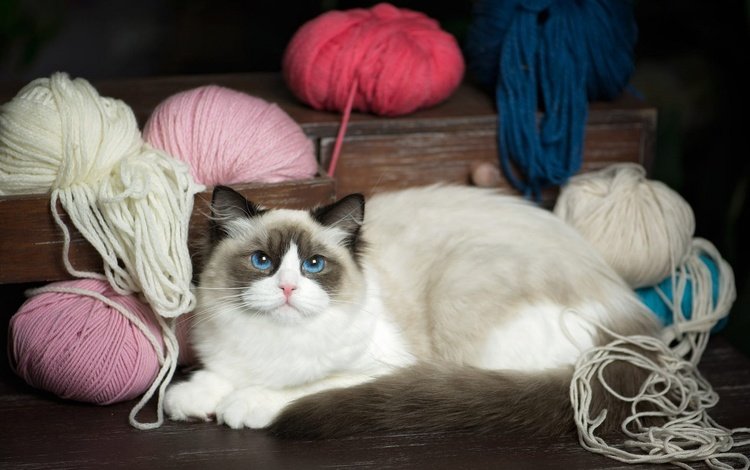 кот, пряжа, кошка, взгляд, рэгдолл, лежит, голубые глаза, клубки, нитки, ящик, комод, chest, cat, yarn, look, ragdoll, lies, blue eyes, balls, thread, box