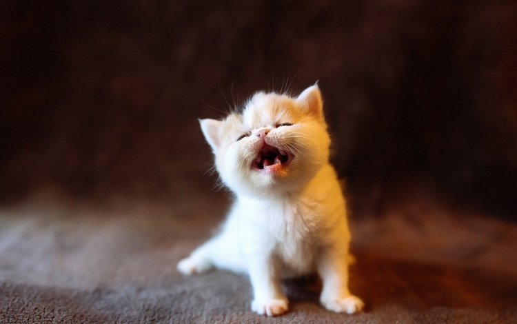 кот, мордочка, усы, кошка, взгляд, котенок, малыш, cat, muzzle, mustache, look, kitty, baby