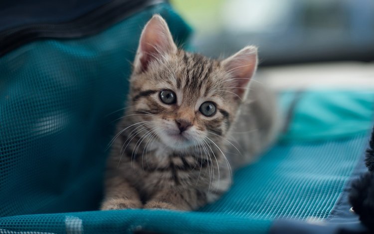 кот, мордочка, кошка, взгляд, котенок, маленький, лежит, ткань, сумка, bag, cat, muzzle, look, kitty, small, lies, fabric