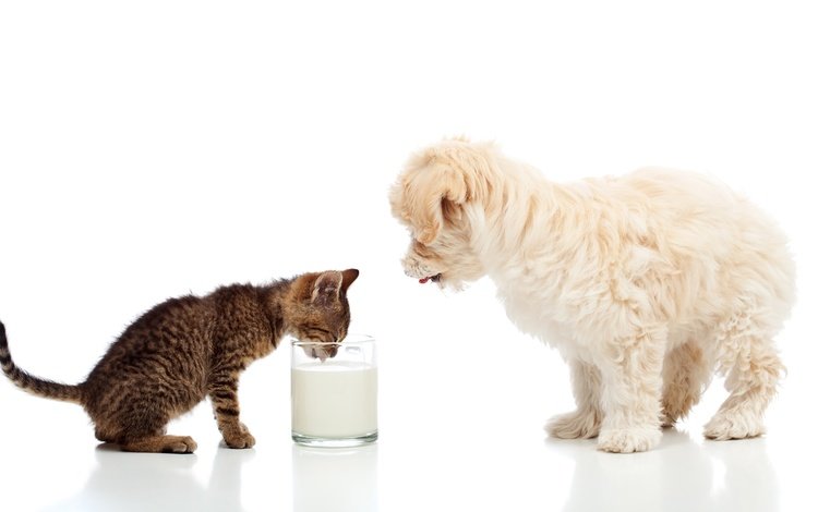 кошка, мальтийская болонка, котенок, мальтезе, собака, щенок, белый фон, стакан, молоко, болонка, cat, maltese, kitty, dog, puppy, white background, glass, milk, lapdog
