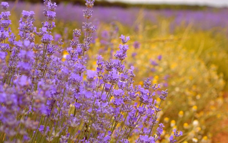 цветы, поле, лаванда, фиолетовые цветы, flowers, field, lavender, purple flowers
