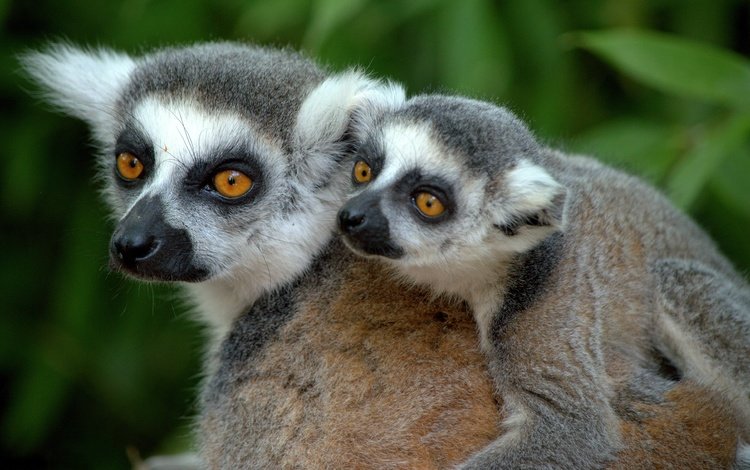 мордочка, взгляд, лемуры, лемур, детеныш, кошачий лемур, катта, muzzle, look, lemurs, lemur, cub, a ring-tailed lemur, katta