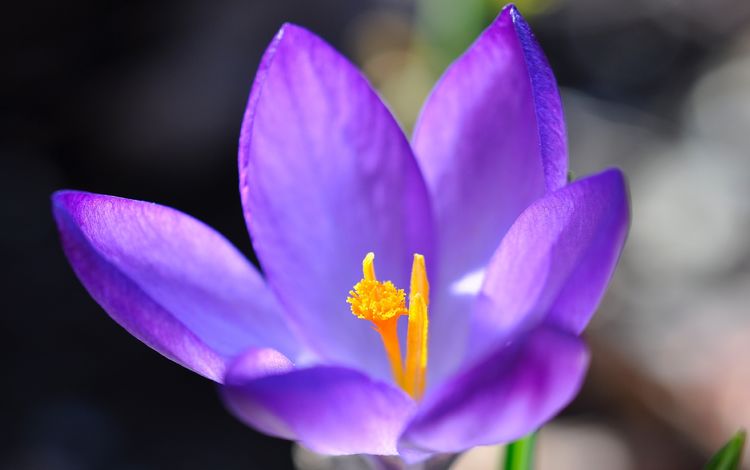 цветение, цветок, фиолетовый, весна, крокус, flowering, flower, purple, spring, krokus