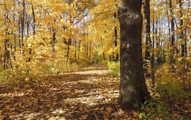 деревья, природа, листья, пейзаж, осень, тропинка, trees, nature, leaves, landscape, autumn, path
