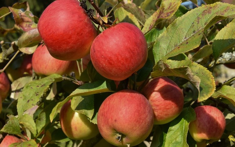 листья, лето, фрукты, яблоки, красные, плоды, leaves, summer, fruit, apples, red