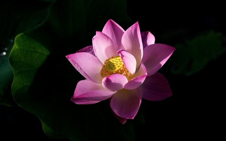 листья, цветок, лепестки, лотос, черный фон, розовый, leaves, flower, petals, lotus, black background, pink
