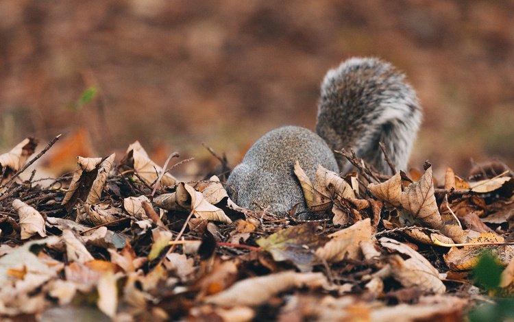 природа, листья, осень, пушистый, белка, хвост, белочка, nature, leaves, autumn, fluffy, protein, tail, squirrel