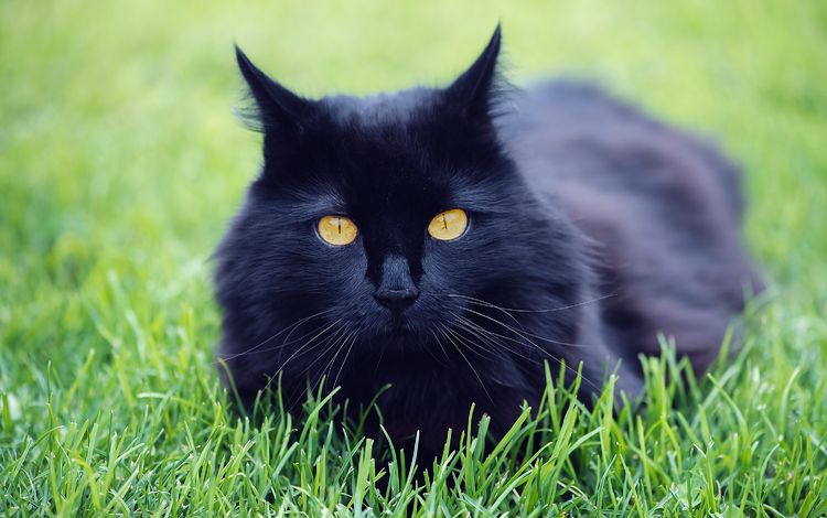 трава, природа, кот, кошка, черный, луг, домашнее животное, grass, nature, cat, black, meadow, pet