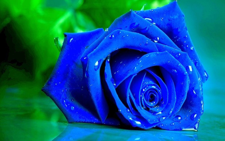 макро, цветок, капли, роза, лепестки, бутон, синяя, macro, flower, drops, rose, petals, bud, blue