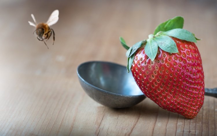 макро, насекомое, фон, клубника, стол, ягоды, пчела, половник, macro, insect, background, strawberry, table, berries, bee, ladle