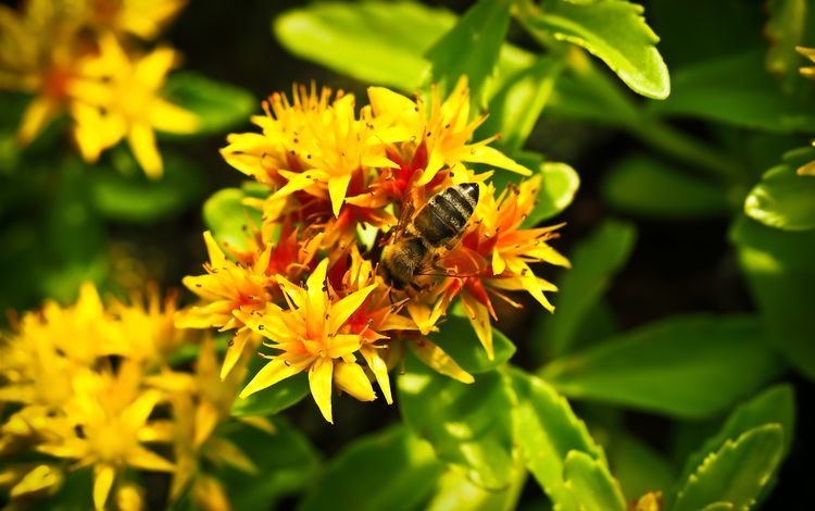 насекомое, цветок, растение, макросъемка, пчела, желтые цветы, insect, flower, plant, macro, bee, yellow flowers