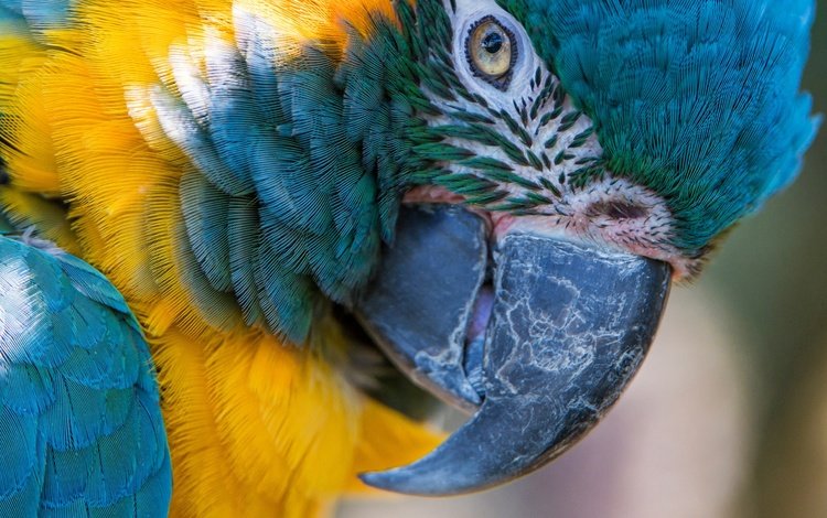 макро, птица, клюв, перья, попугай, ара, сине-жёлтый ара, macro, bird, beak, feathers, parrot, ara, blue-and-yellow macaw
