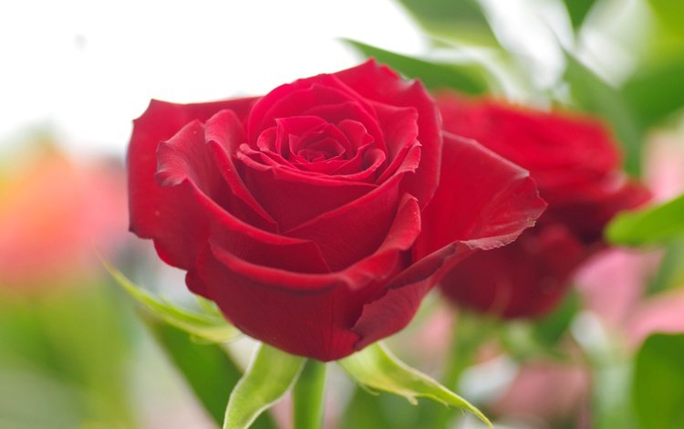 макро, цветок, роза, лепестки, бутон, красная роза, macro, flower, rose, petals, bud, red rose