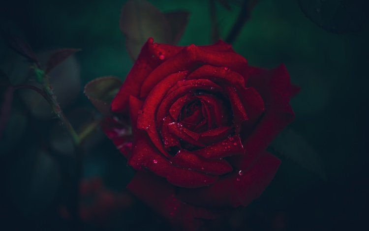 макро, цветок, капли, роза, лепестки, размытость, macro, flower, drops, rose, petals, blur