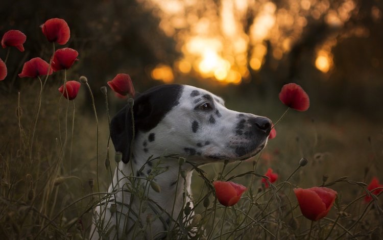морда, цветы, собака, маки, профиль, далматин, face, flowers, dog, maki, profile, dalmatian