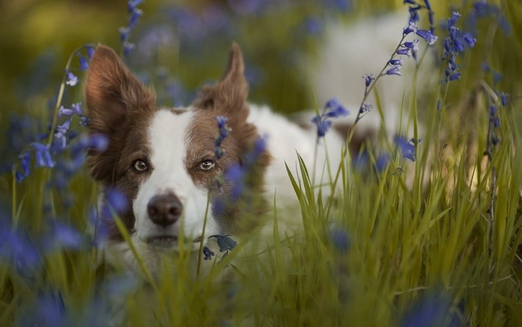 морда, цветы, трава, взгляд, собака, колокольчики, бордер-колли, face, flowers, grass, look, dog, bells, the border collie