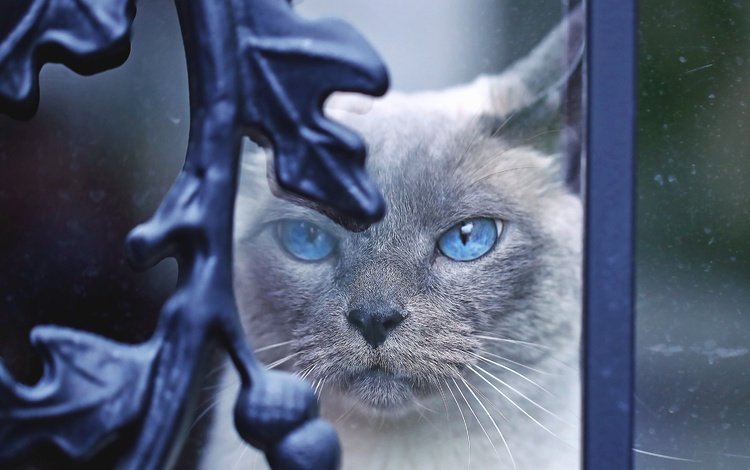 морда, декор, кот, мордочка, усы, кошка, взгляд, завитки, стекло, голубые глаза, blue eyes, face, decor, cat, muzzle, mustache, look, curls, glass