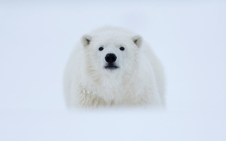 морда, снег, фон, полярный медведь, взгляд, медведь, белый медведь, арктика, полярный, polar, face, snow, background, polar bear, look, bear, arctic