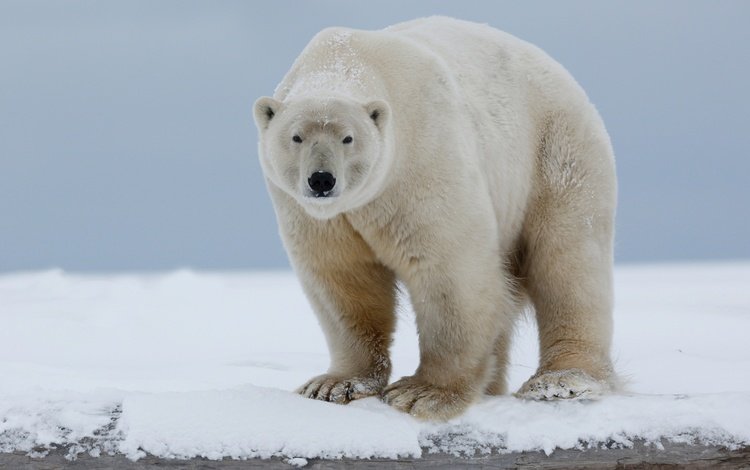 морда, снег, природа, полярный медведь, взгляд, медведь, белый медведь, арктика, face, snow, nature, polar bear, look, bear, arctic
