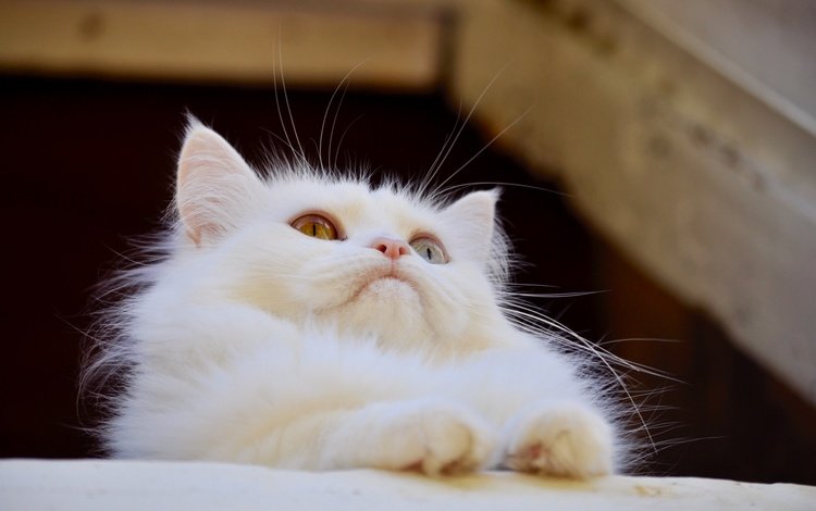кот, мордочка, усы, кошка, взгляд, белая, ангорская кошка, cat, muzzle, mustache, look, white, angora cat