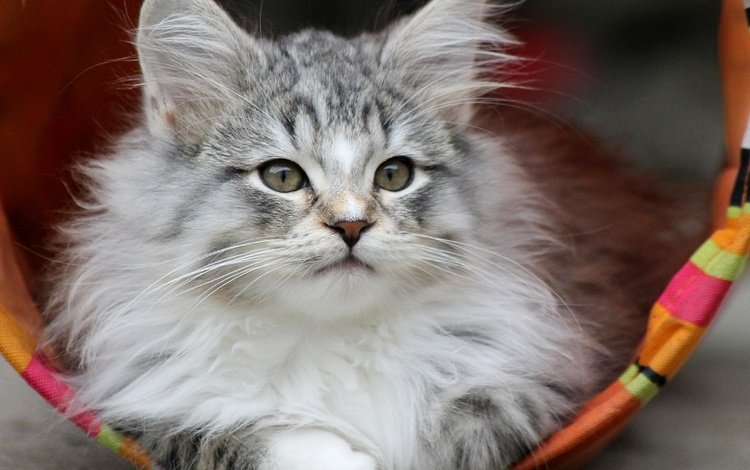 мордочка, взгляд, котенок, серый, muzzle, look, kitty, grey