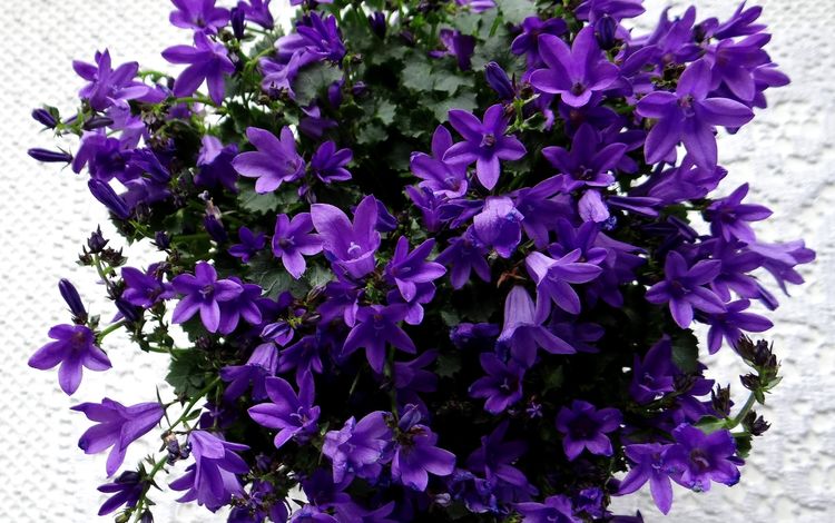цветы, цветение, колокольчики, фиолетовые, flowers, flowering, bells, purple